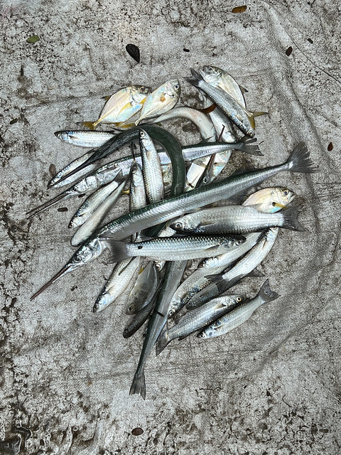 Fish art II, Fort Kochi, Kerala, India