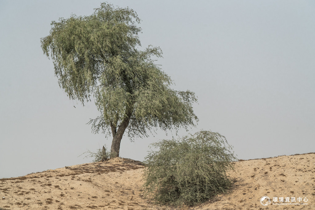 阿聯的國樹Ghaf是一種常綠豆科木本植物，能在極端高溫、多鹽、缺水的環境下生長，為人們提供食物及遮蔭。攝影：許震唐