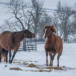Horse play of pregnant mares in winter 