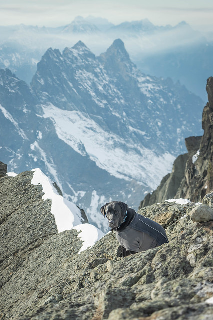 Summit dogs on Kyes Peak