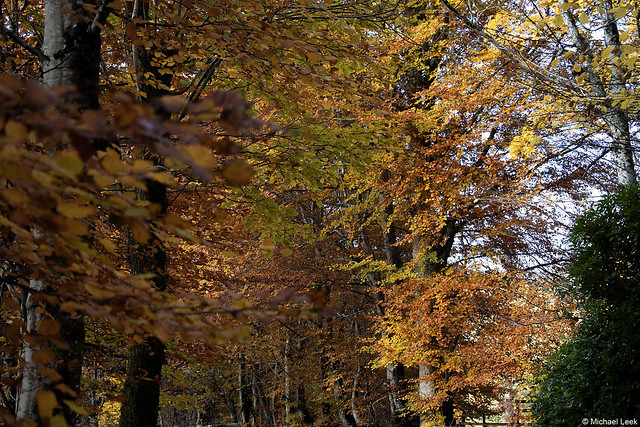 Autumn gold; Glen Lyon, Central Highlands, Perth & Kinross, Scotland.