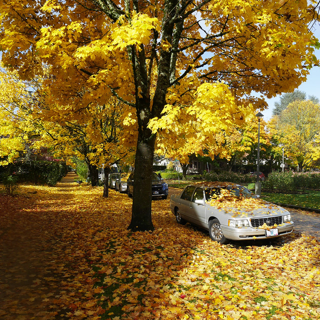 falling yellow leaves