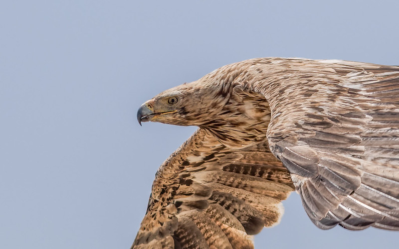 Imperial Eagle