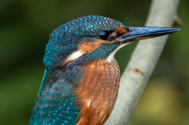 Common kingfisher - Martin-pêcheur d'Europe - Alcedo atthis - Blauet - Martin pescador