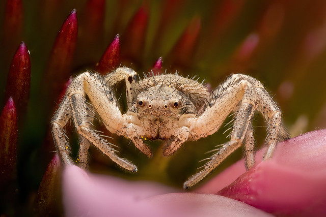 ground crab spider