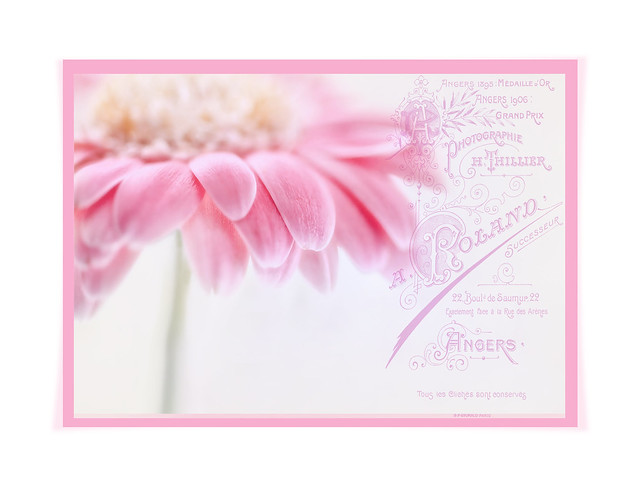 Pink Gerbera Vintage Card