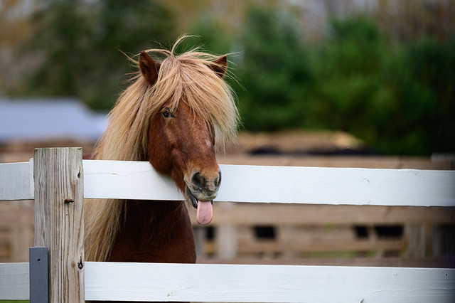 Icelandic Horses - 