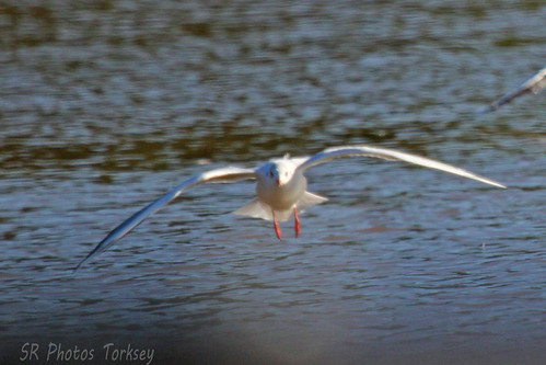 Local Wildlife | by SR Photos Torksey