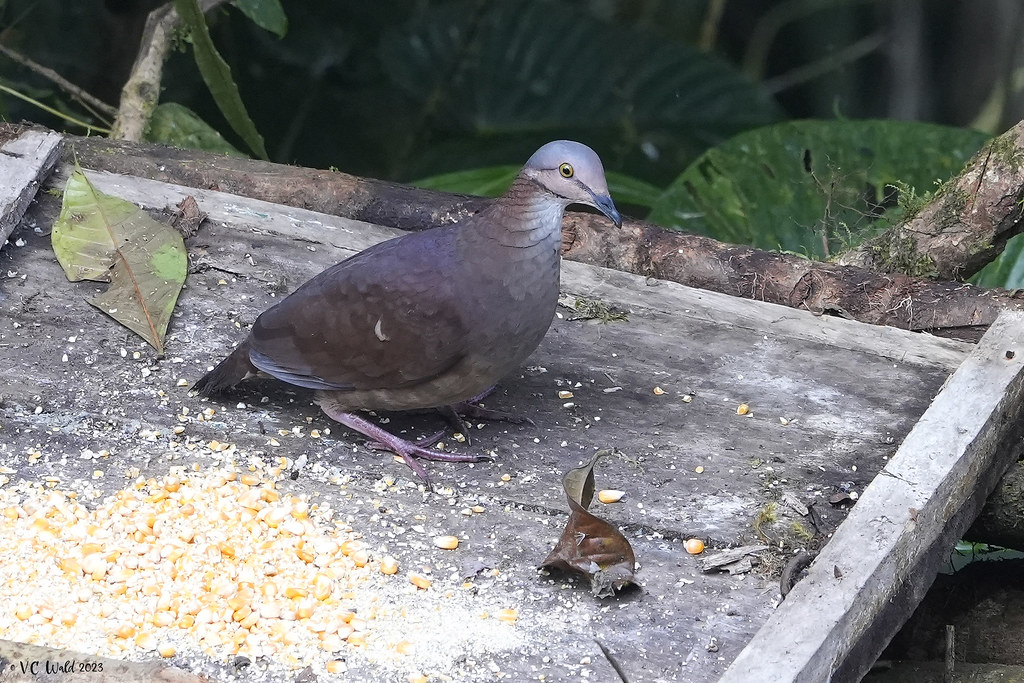 White-throated Quail Dove