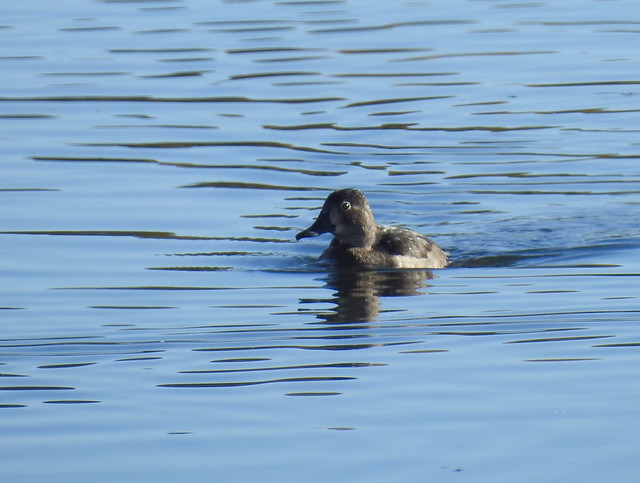 Ring-Necked Duck 2 10.21.23 Baryames