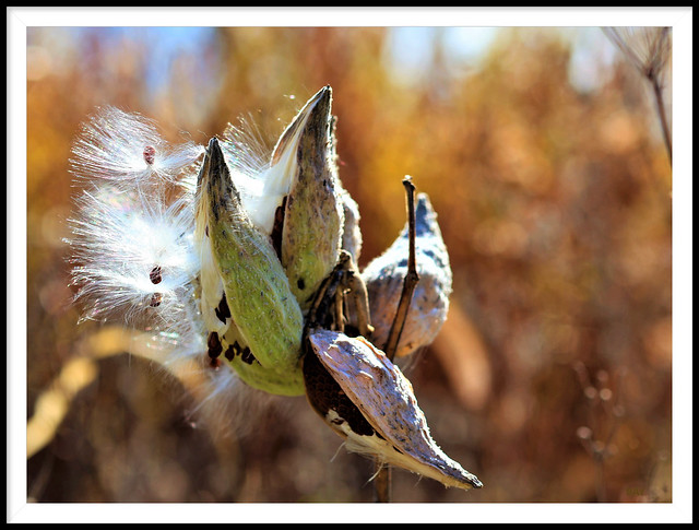 Milkweed pods at the Cannonball Trail. These were still pretty much intact