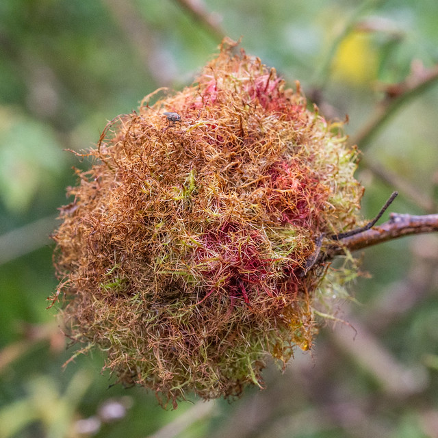 Gall of the Bedeguar Gall Wasp - Diplolepis rosae
