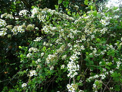 Spiraea hypericifolia subsp. obovata (Waldst. & Kit. ex Willd.) H.Huber 1964 (ROSACEAE).