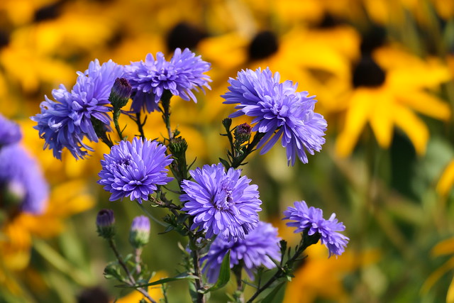 Asters, HBW