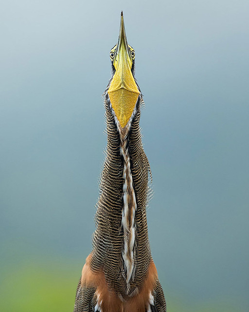 Bare Throated Tiger Heron by Gail Bisson