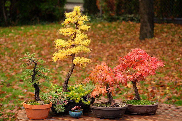 Bonsai fall colors Nov. 2023