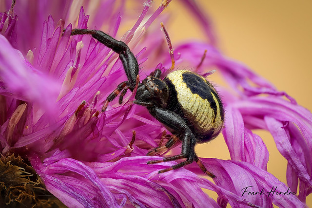 Napoleon Spider (Synema globosum)