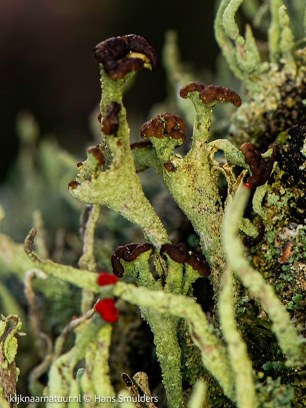 Bruin bekermos (Cladonia grayi)-310_0541-bewerkt