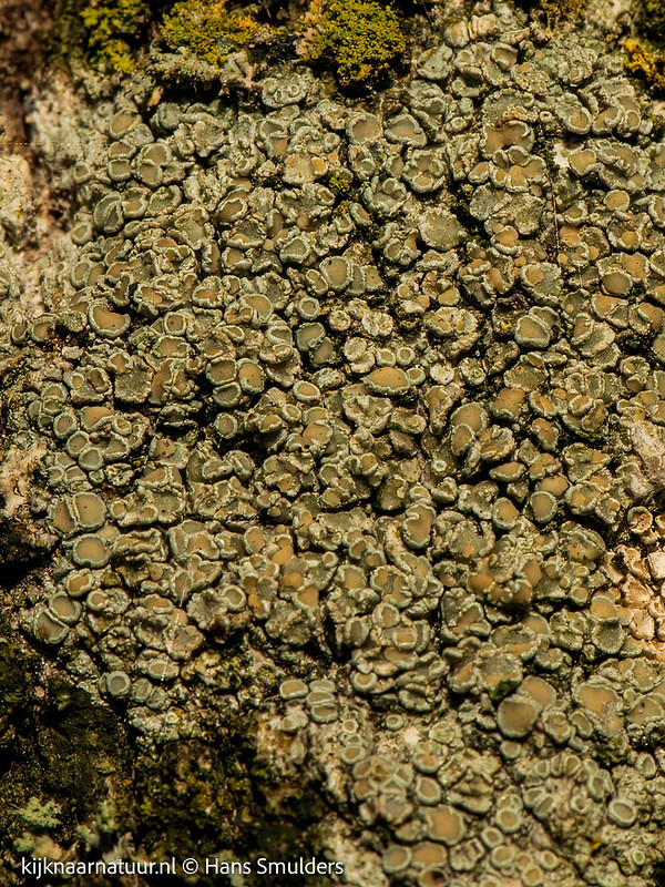 Groot dooiermos (Xanthoria parietina)-310_0512