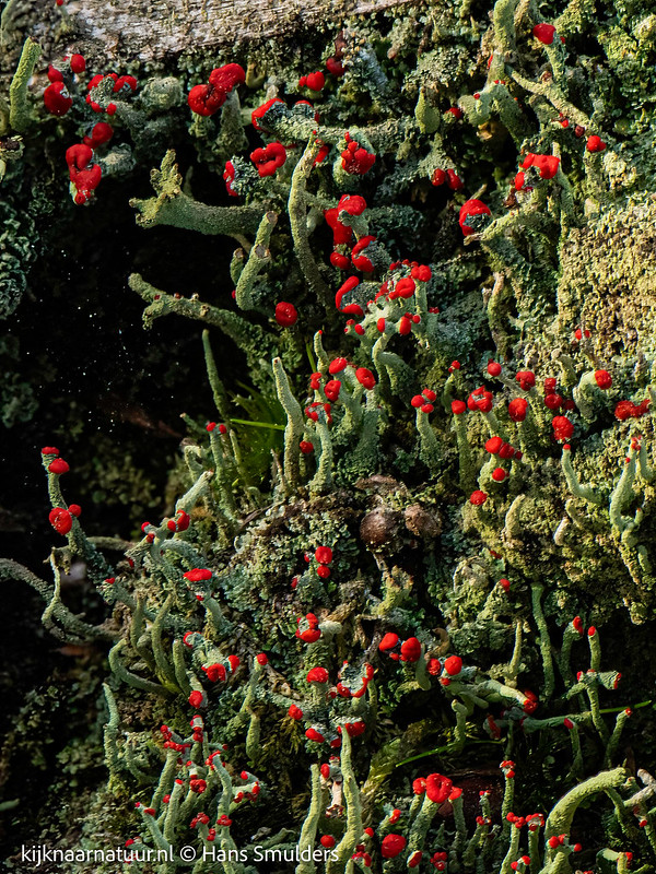 Rode heidelucifer (Cladonia floerkeana)-310_0543-bewerkt