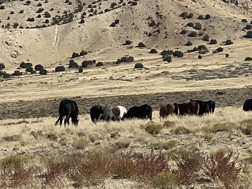 herd onaqui utah wild horse mustang
