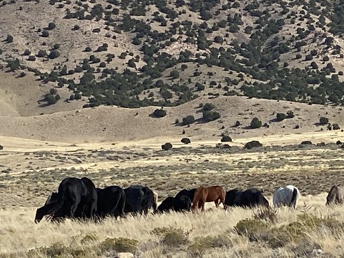 herd onaqui utah wild horse mustang
