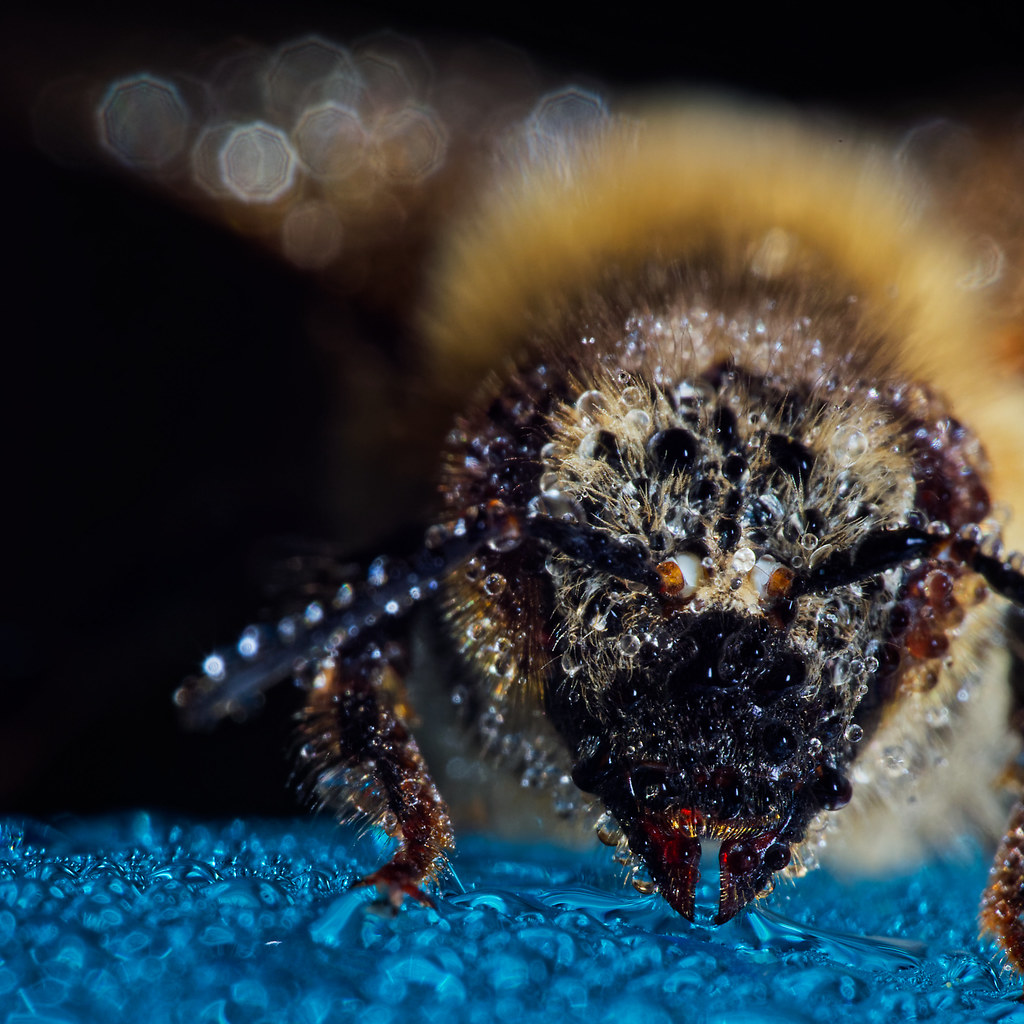 Western (European) honey bee