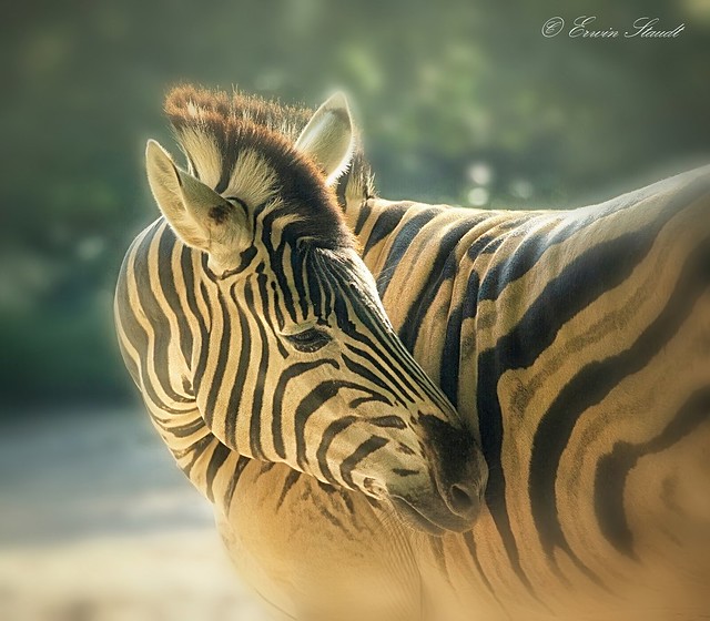 Zoo & Co. - Zebra