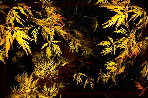 Japanese Maple Reimagined | by jasamataz