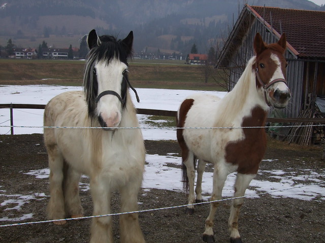 Twee bevriende paarden bij hun stal. Two friendly horses at their stable. Deux chevaux sympathiques dans leur écurie. Zwei freundliche Pferde in ihrem Stall.