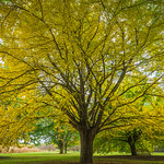 Mellow autumn yellow 