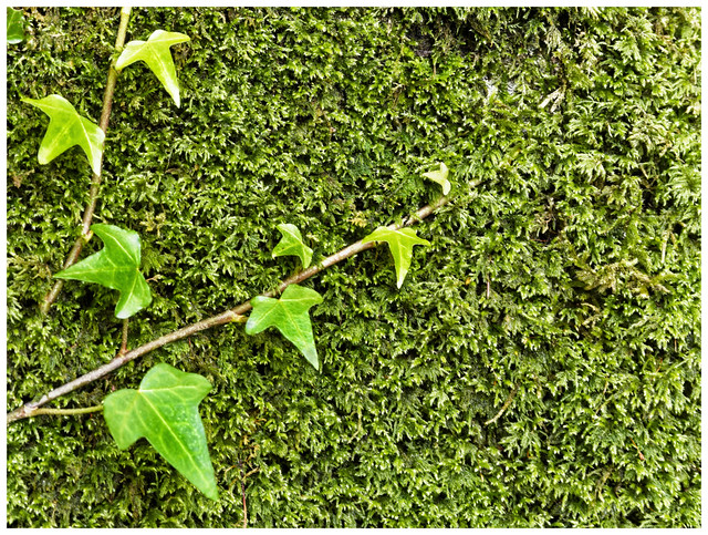 Ivy on a moss covered tree trunk.