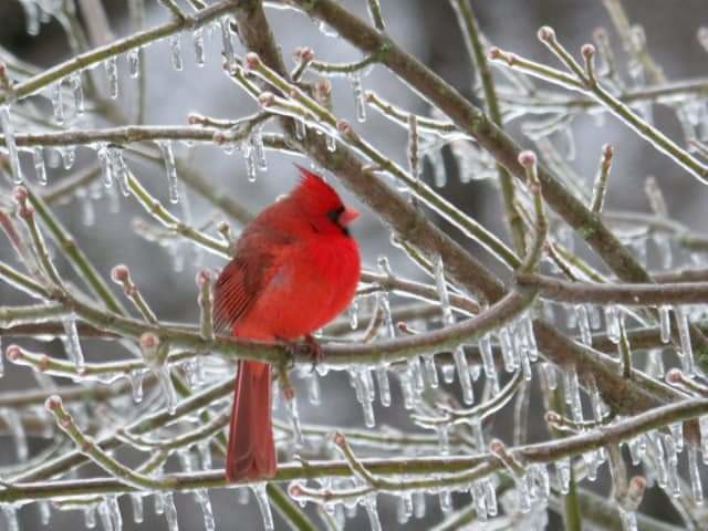 A bright red Cardinal sits on icy branches