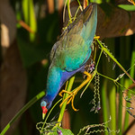 Purple Gallinule Feeding (5) Purple Gallinule feeding on flower buds? Purple gallinules are definitely one of the prettiest birds in Florida. The colors when the sunshine hits them right are pretty incredible.