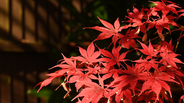 Japanese Maple in the Garden