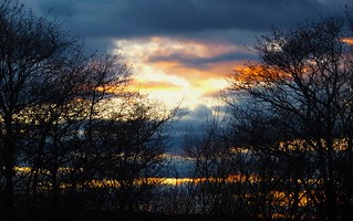 November - Tree Silhouette Sunset
