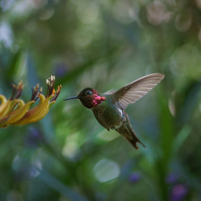 Male Anna’s hummingbird