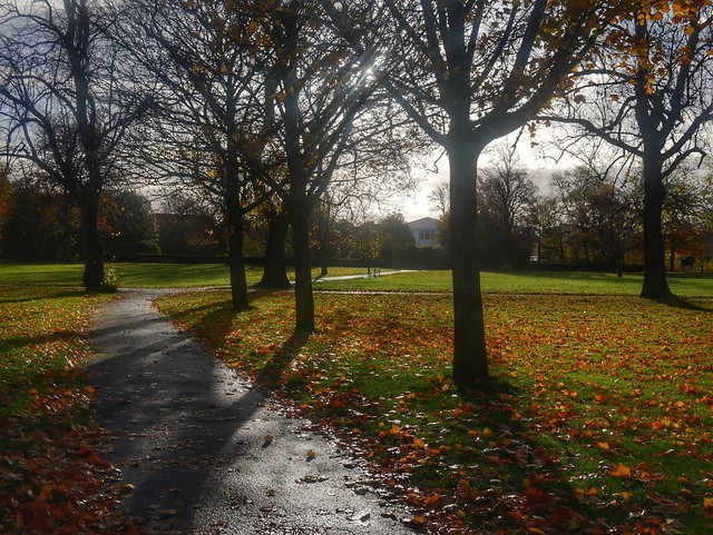 Elder Park  After the rain .small Trees almost Leafless. 🍁🍁