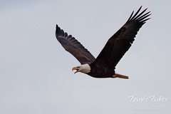 November 5, 2023 - Bald eagle in flight. (Tony's Takes)
