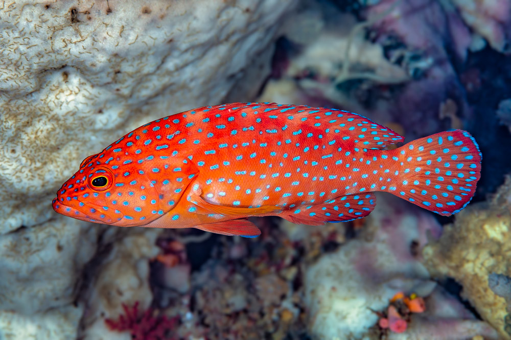 Coral grouper - Cephalopholis miniata