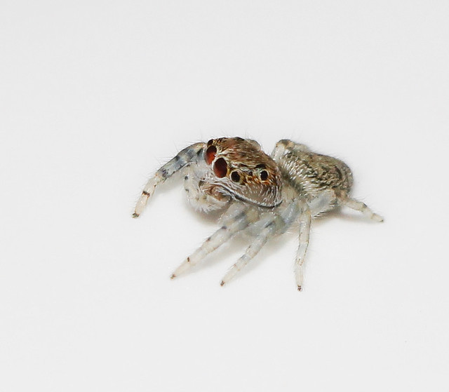 [Explored] Baby jumping spider