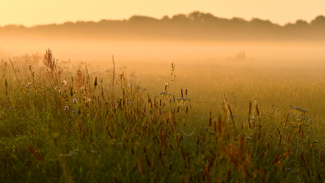 Morning haze over the meadow