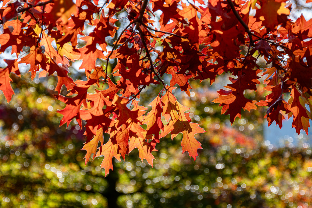 Berlin, Marzahn, Hochzeitspark: Roteichenblätter im Herbst - Berlin, Marzahn, Wedding Park:  Northern red oak leaves