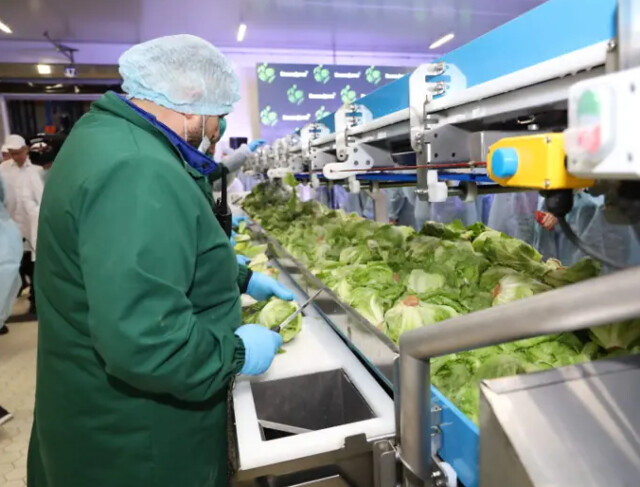 На Кубани запустили комплекс по выращиванию и переработке салатов за 2,6 млрд рублей Краснодарский край,ПИЩЕВАЯ