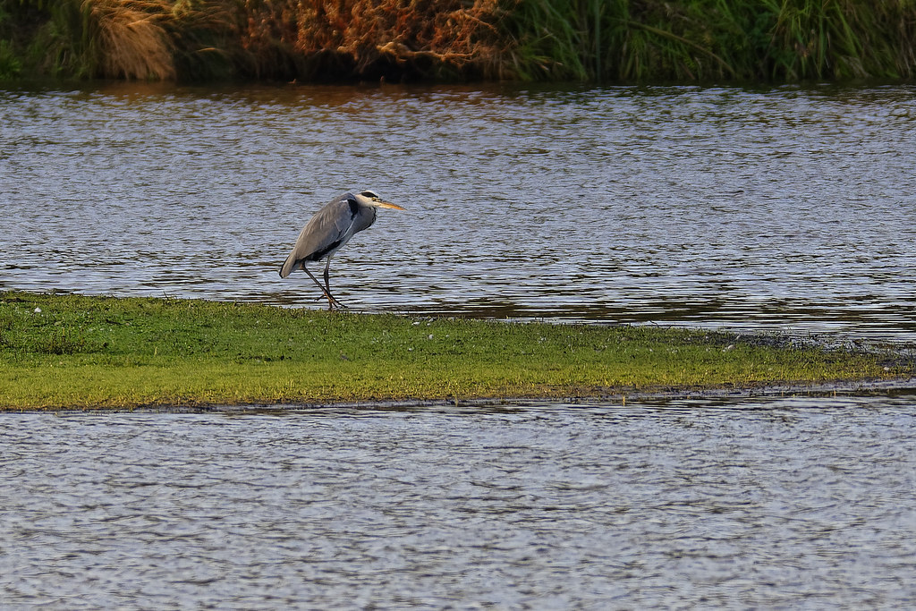 A seldom event: The grey heron is pacing forewards!