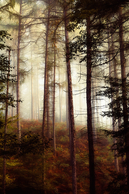 Misty October Forest vertical