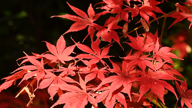 Japanese Maple in the Garden