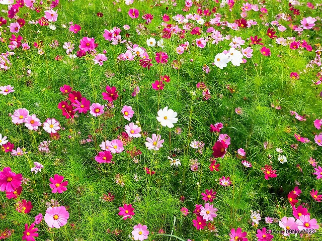 Sea of Sun flowers and Cosmos at Dajia Riverside Park, Taipei, Taiwan, Nov 9,2023.