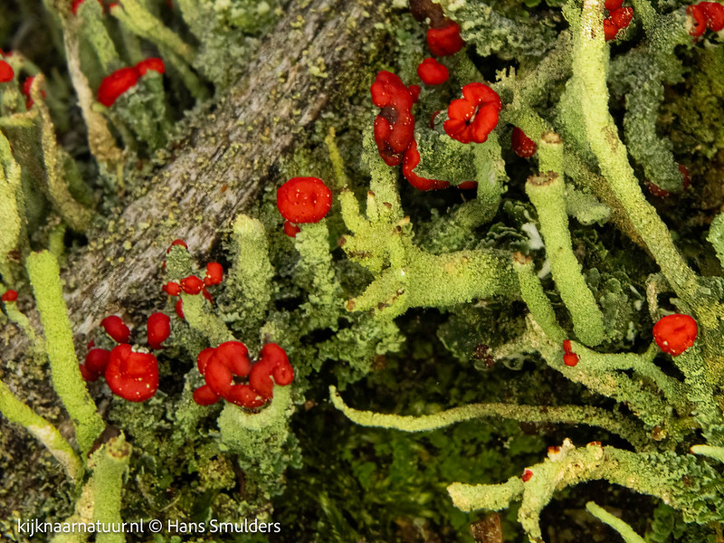 Rode heidelucifer (Cladonia floerkeana)-310_0585-bewerkt