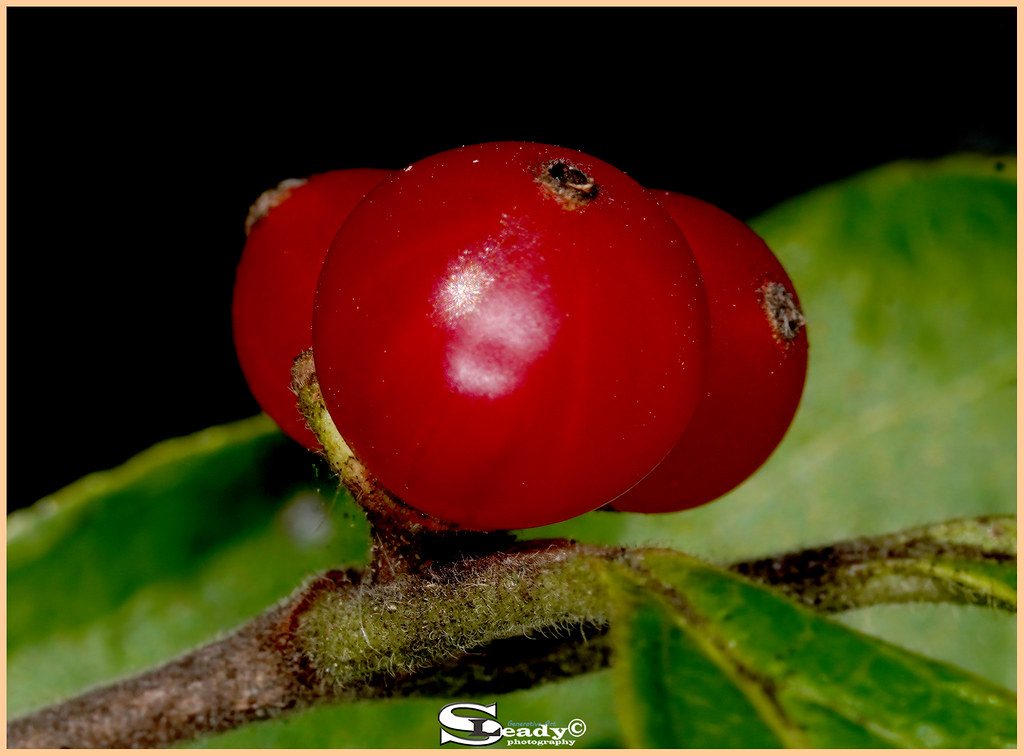 DSC08304 Berry | Stephen Leady | Flickr